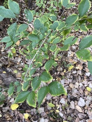 Lonicera maackii