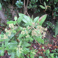 Ageratina asclepiadea