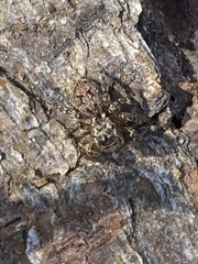 Mexigonus morosus