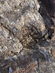 Mexigonus morosus