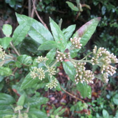 Ageratina asclepiadea