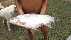 Prochilodus nigricans