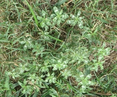 Amaranthus polygonoides