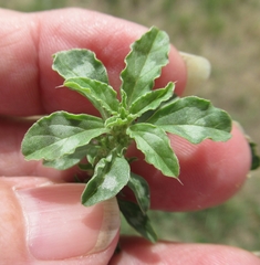 Amaranthus polygonoides