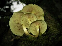 Hypholoma subviride