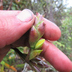 Cyrtochilum