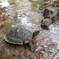 Rhinoclemmys pulcherrima rogerbarbouri