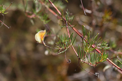 Aspalathus bracteata