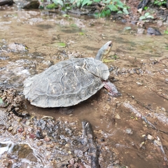 Rhinoclemmys pulcherrima rogerbarbouri