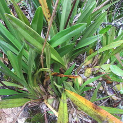 Cyrtochilum