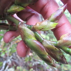 Cyrtochilum