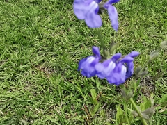 Salvia reptans