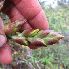 Cyrtochilum
