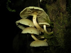 Hypholoma subviride