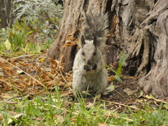 Sciurus stramineus