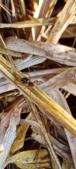 Araneae