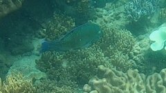 Choerodon schoenleinii