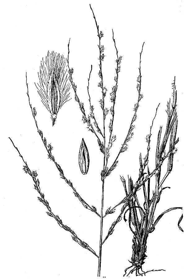 Digitaria patens