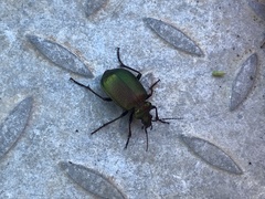 Calosoma