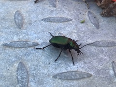 Calosoma