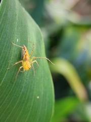 Oxyopes sertatus