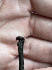 Arion hortensis