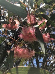 Eucalyptus torquata