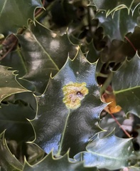 Phytomyza ilicis