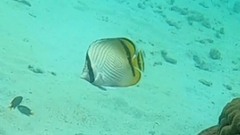 Chaetodon vagabundus