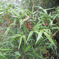 Chusquea scandens