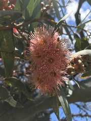 Eucalyptus torquata