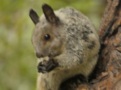 Sciurus stramineus