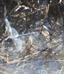 Rhionaeschna multicolor