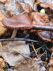 Collybiopsis villosipes