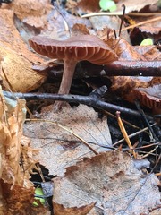 Collybiopsis villosipes