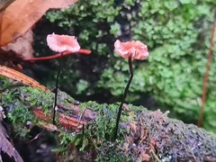 Paragymnopus perforans