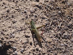 Schistocerca shoshone