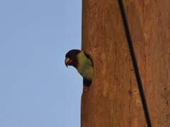Aratinga nenday