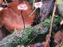 Paragymnopus perforans