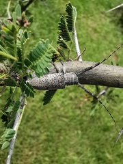 Taricanus truquii