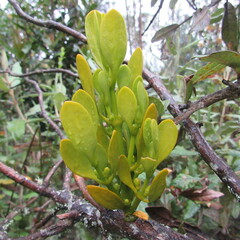 Dendrophthora clavata