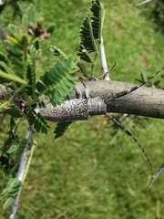 Taricanus truquii