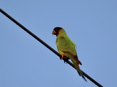 Aratinga nenday