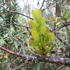 Dendrophthora clavata