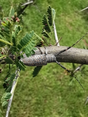 Taricanus truquii