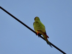 Aratinga nenday