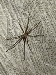 Kukulcania hibernalis