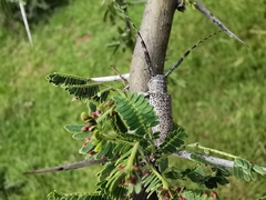Taricanus truquii