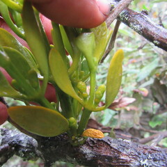 Dendrophthora clavata