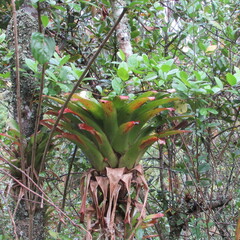 Tillandsioideae